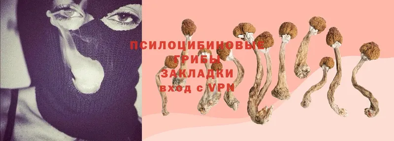 ссылка на мегу ссылки  Пушкино  Псилоцибиновые грибы MAGIC MUSHROOMS 